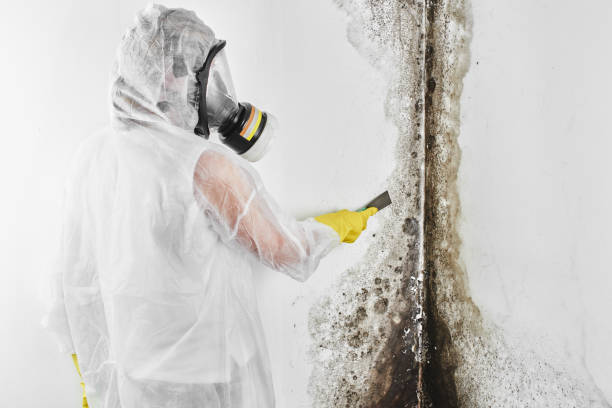 Best Residential Mold Removal  in Dalton, OH