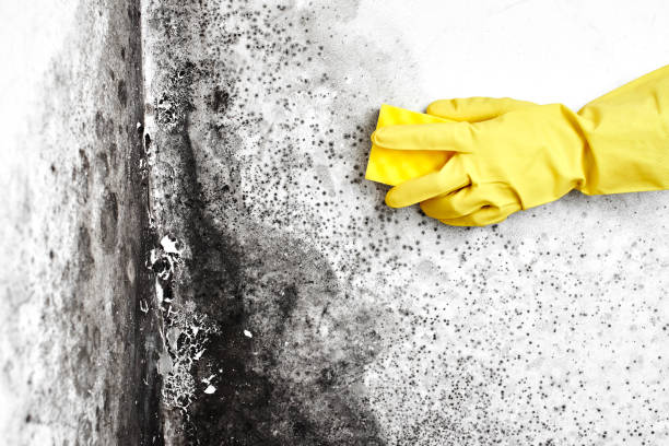 Best Certified Mold Removal  in Dalton, OH