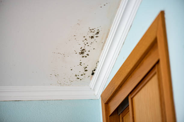 Best Same-Day Mold Removal  in Dalton, OH
