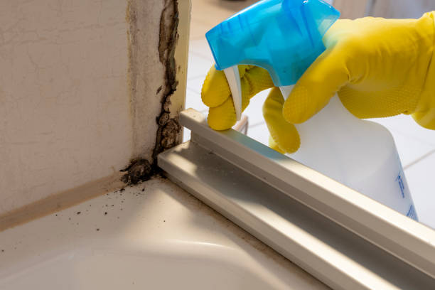 Best Black Mold Removal  in Dalton, OH