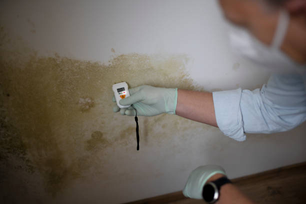 Best Office Mold Removal Services  in Dalton, OH