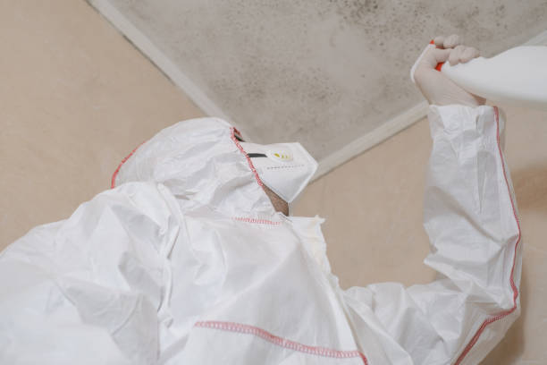 Best Commercial Mold Removal  in Dalton, OH