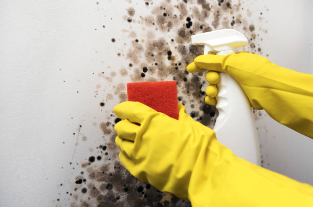 Trusted Dalton, OH Mold Removal Experts