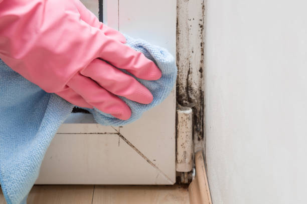 Best Mold Damage Repair  in Dalton, OH